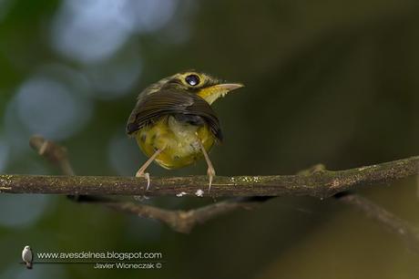 Picochato enano (White-throated Spadebill) Platyrinchus mystaceus