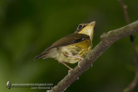Picochato enano (White-throated Spadebill) Platyrinchus mystaceus
