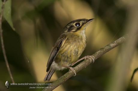 Picochato enano (White-throated Spadebill) Platyrinchus mystaceus