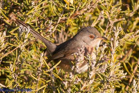 Sylvia undata,Curruca rabilarga,DARTFORD WARBLER UNA CURRUCA MUY SIMPATICA