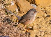 Sylvia undata,Curruca rabilarga,DARTFORD WARBLER CURRUCA SIMPATICA