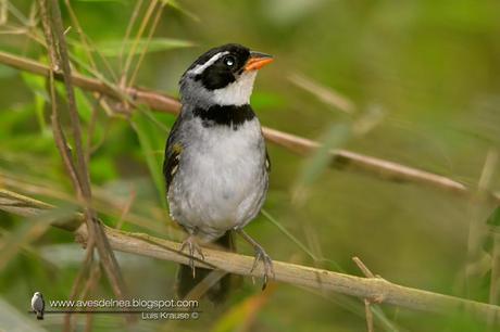 Cerquero de collar (Saffron-billed Sparrow) Arremon flavirostris