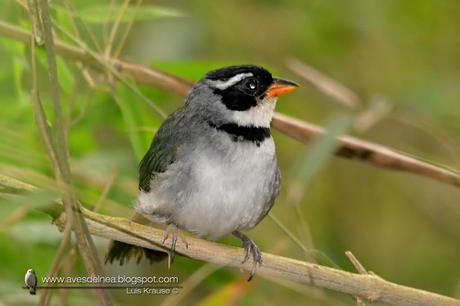 Cerquero de collar (Saffron-billed Sparrow) Arremon flavirostris