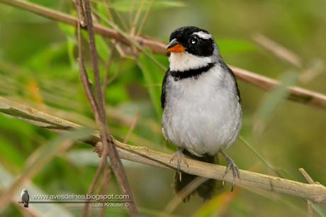 Cerquero de collar (Saffron-billed Sparrow) Arremon flavirostris