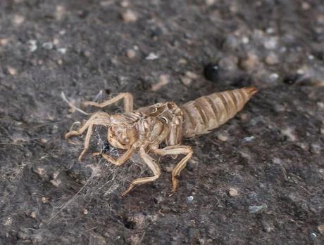 Larvas de libélula después de una muda. Río Assif n'Ouarhou. Atlas marroquí