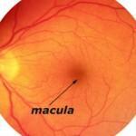 macula
