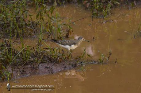 Pitotoy solitario (Solitary Sandpiper) Tringa solitaria