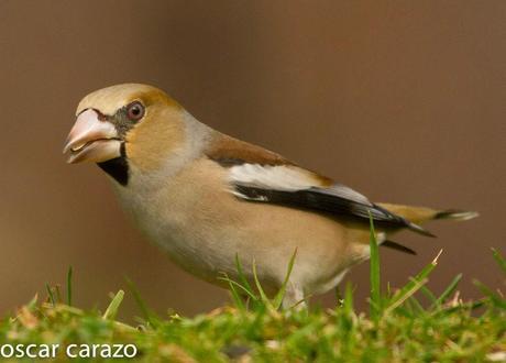 BUENOS PAJAROS: ZORIONAK