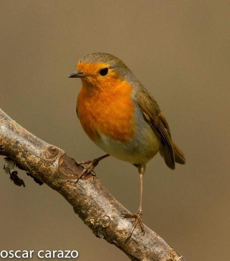 BUENOS PAJAROS: ZORIONAK
