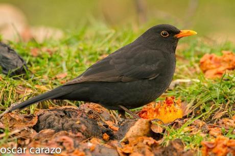 BUENOS PAJAROS: ZORIONAK BUENOS PAJAROS: ZORIONAK