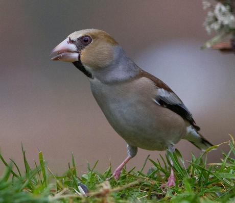 BUENOS PAJAROS: ZORIONAK