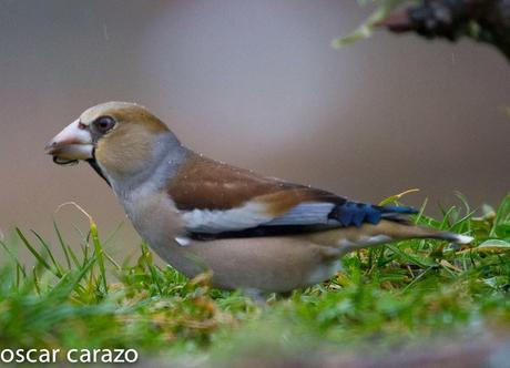 BUENOS PAJAROS: ZORIONAK