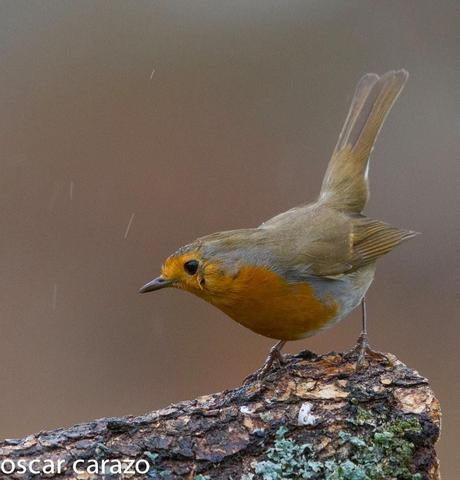 BUENOS PAJAROS: ZORIONAK