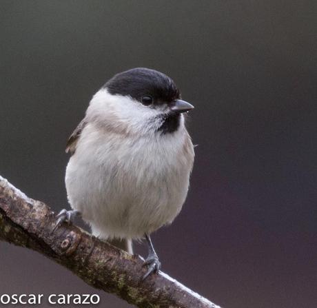 BUENOS PAJAROS: ZORIONAK