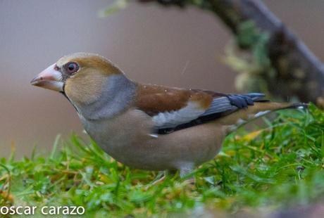 BUENOS PAJAROS: ZORIONAK