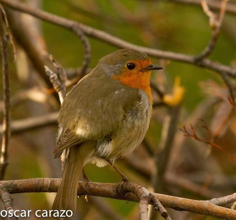 BUENOS PAJAROS: ZORIONAK