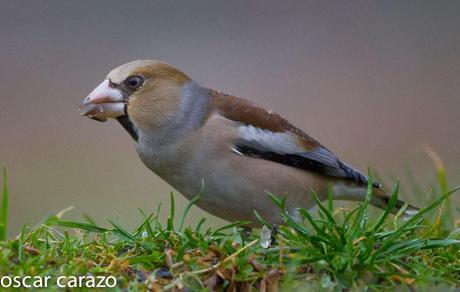 BUENOS PAJAROS: ZORIONAK BUENOS PAJAROS: ZORIONAK