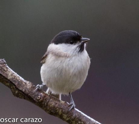 BUENOS PAJAROS: ZORIONAK