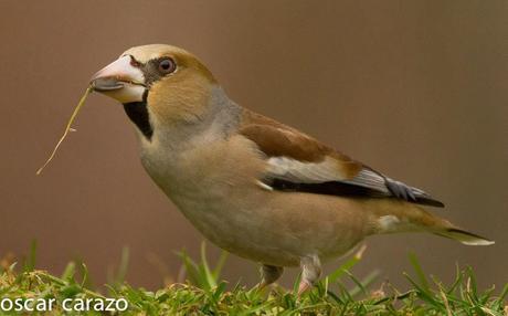 BUENOS PAJAROS: ZORIONAK