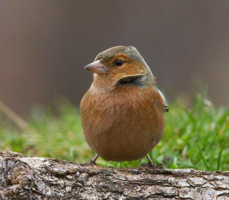 BUENOS PAJAROS: ZORIONAK