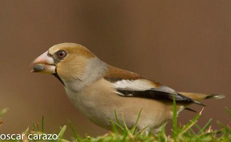 BUENOS PAJAROS: ZORIONAK BUENOS PAJAROS: ZORIONAK