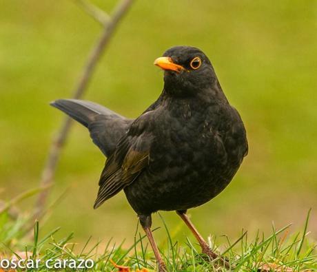 BUENOS PAJAROS: ZORIONAK