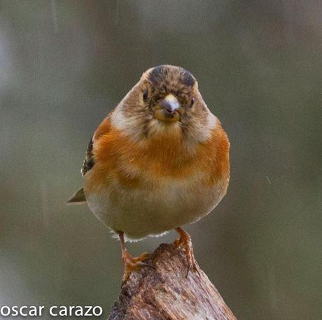 BUENOS PAJAROS: ZORIONAK