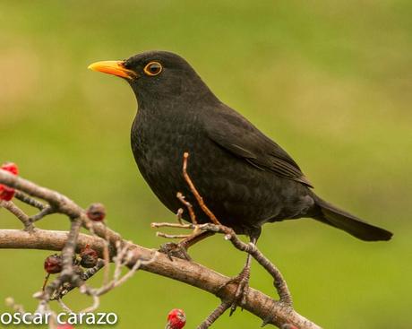 BUENOS PAJAROS: ZORIONAK