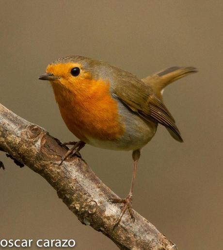BUENOS PAJAROS: ZORIONAK BUENOS PAJAROS: ZORIONAK