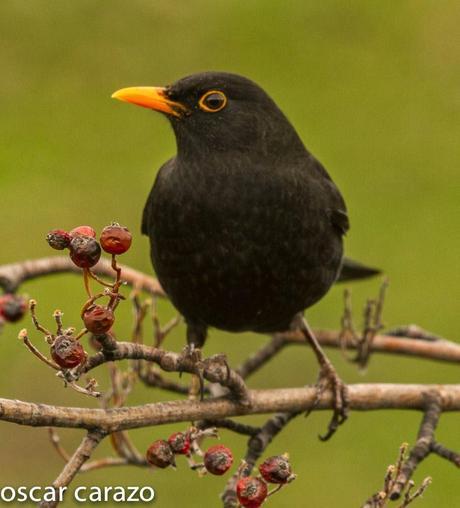 BUENOS PAJAROS: ZORIONAK BUENOS PAJAROS: ZORIONAK