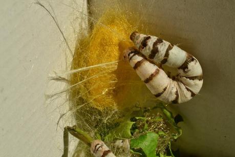 Los insectos... ¿enemigos o aliados del ser humano?