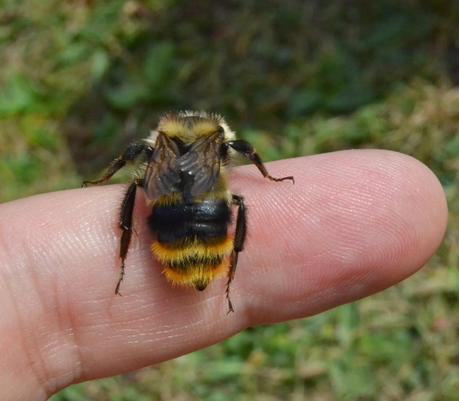 Los insectos... ¿enemigos o aliados del ser humano?