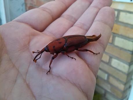 Los insectos... ¿enemigos o aliados del ser humano?