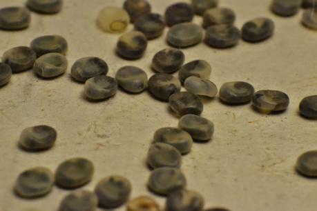 Los insectos... ¿enemigos o aliados del ser humano?