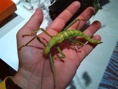 Los insectos... ¿enemigos o aliados del ser humano?