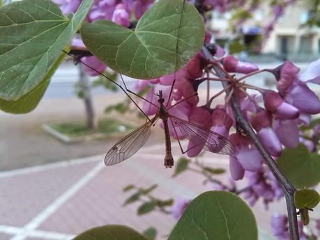 Los insectos... ¿enemigos o aliados del ser humano?