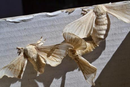 Los insectos... ¿enemigos o aliados del ser humano?