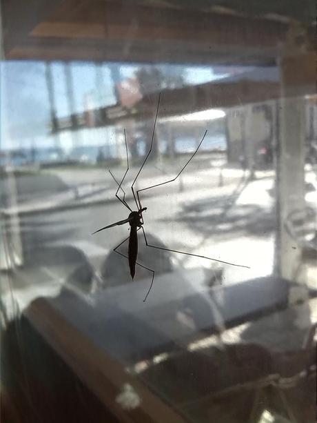 Los insectos... ¿enemigos o aliados del ser humano?