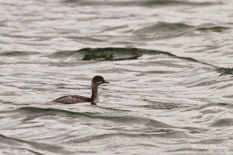 Viendo pájaros con los amigos: visita a las marismas de Santoña