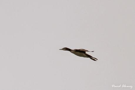 Viendo pájaros con los amigos: visita a las marismas de Santoña