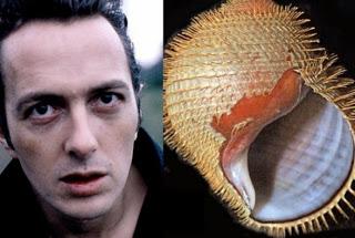 Joe Strummer inspira el nombre de una nueva especie de caracol