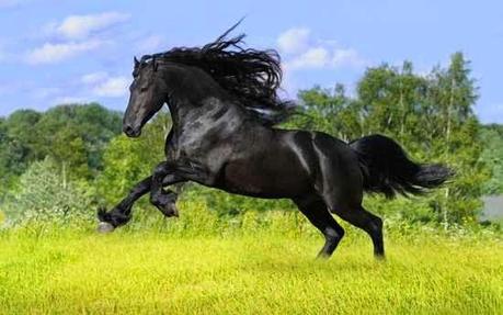 Caballo negro corriendo