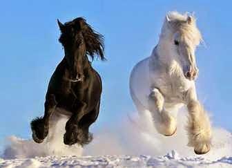 Caballos blanco y negro corriendo