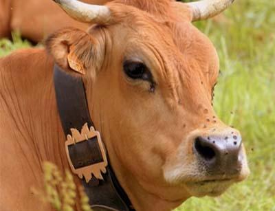 intolerancia a la lactosa