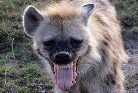 sueño con hiena