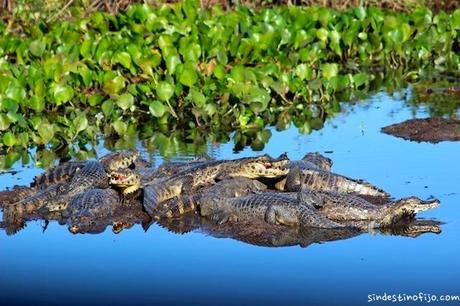 Pantanal, Brasil