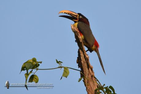 Arasarí fajado (Chestnut-eared Aracari) Pteroglossus castanotis