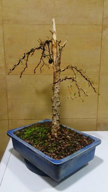 Segunda formacion del chopo negro