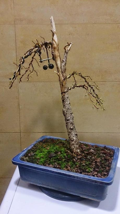 Segunda formacion del chopo negro