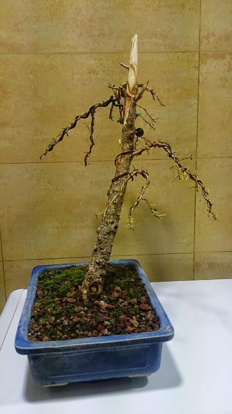 Segunda formacion del chopo negro